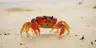 spaghetti_crab43's Avatar